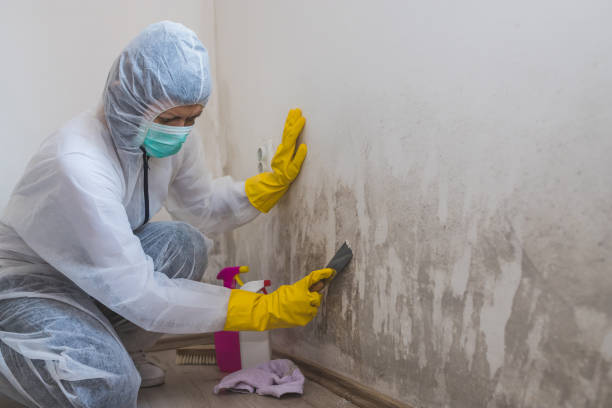 Best Industrial Mold Remediation  in Deridder, LA